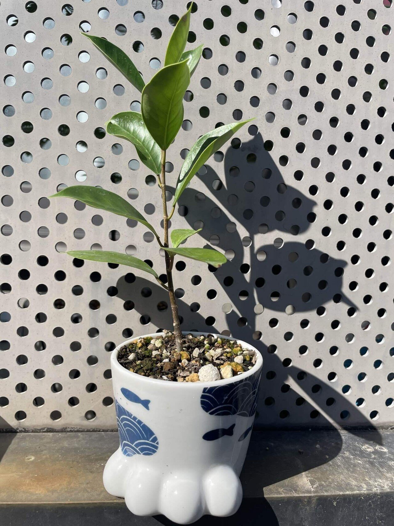 スライム抱き(石抱き)のガジュマルを作りたい！｜だらミ