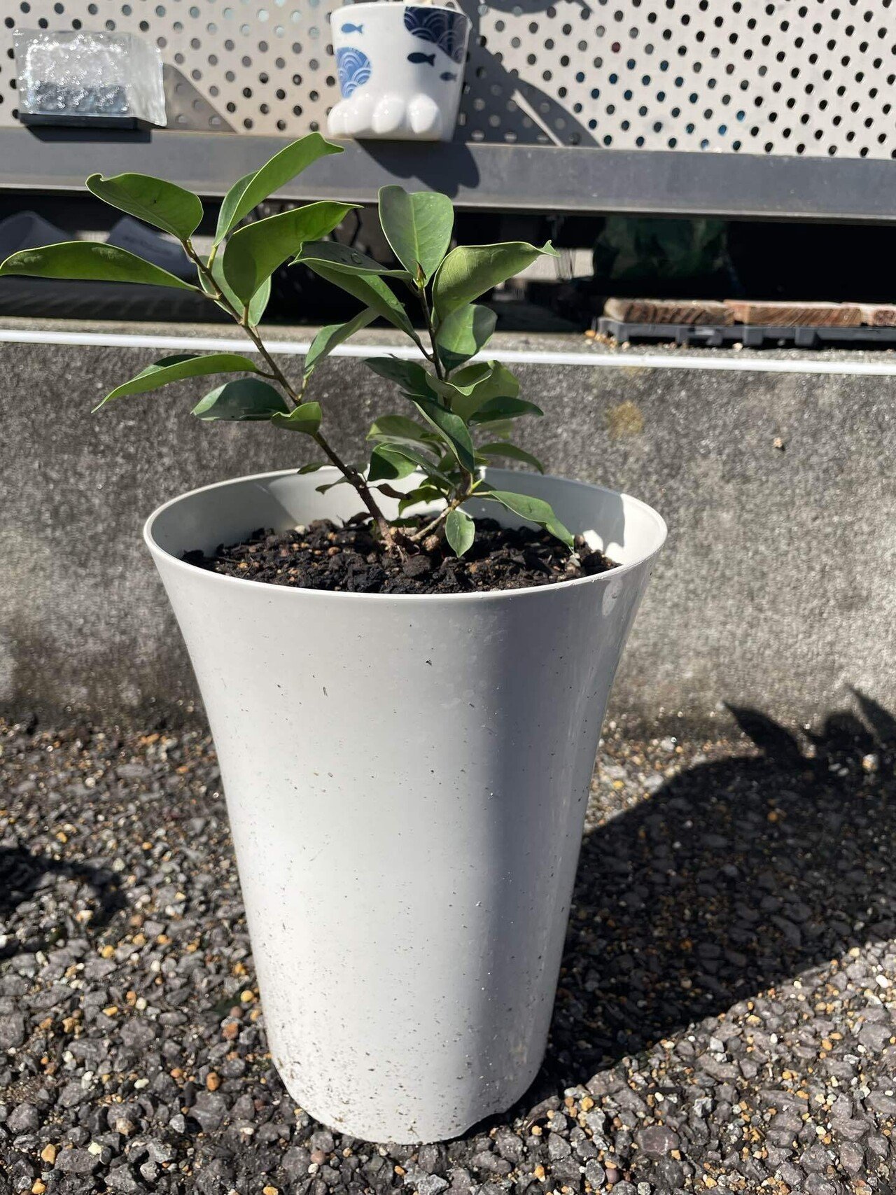 スライム抱き(石抱き)のガジュマルを作りたい！｜だらミ