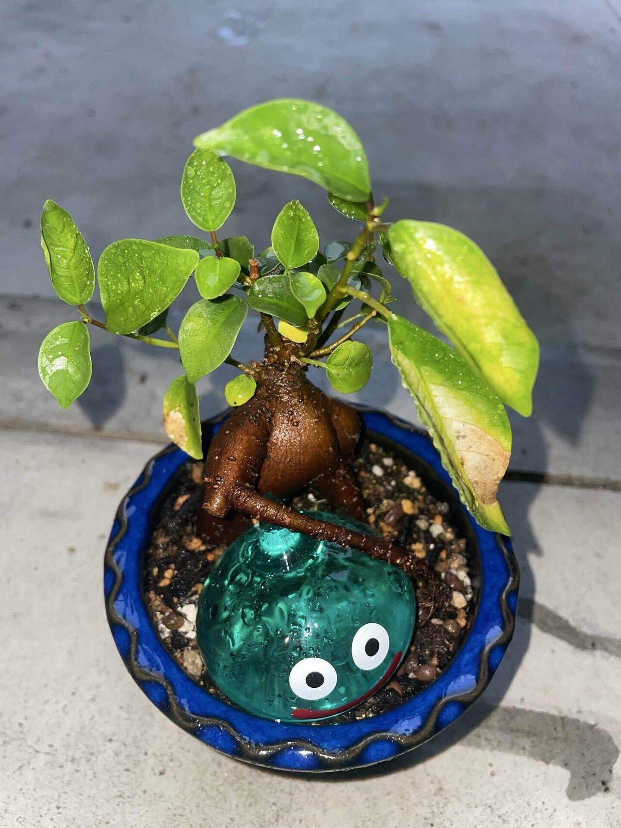 スライム抱き(石抱き)のガジュマルを作りたい！｜だらミ