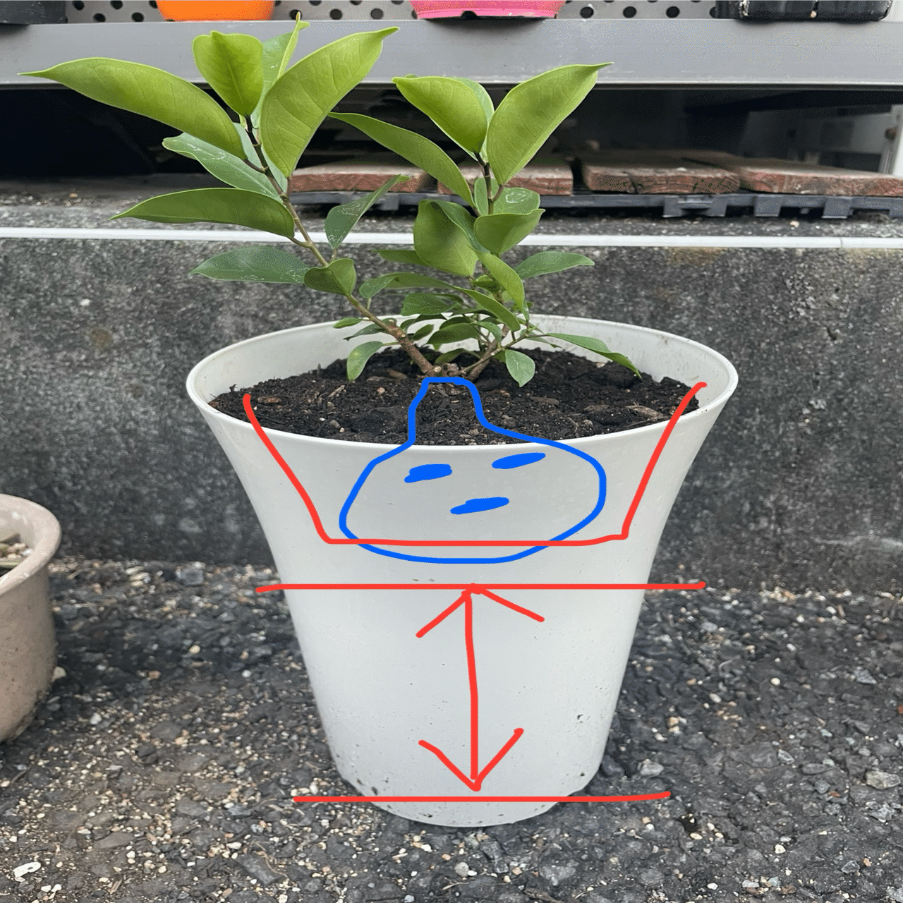 スライム抱き(石抱き)のガジュマルを作りたい！｜だらミ