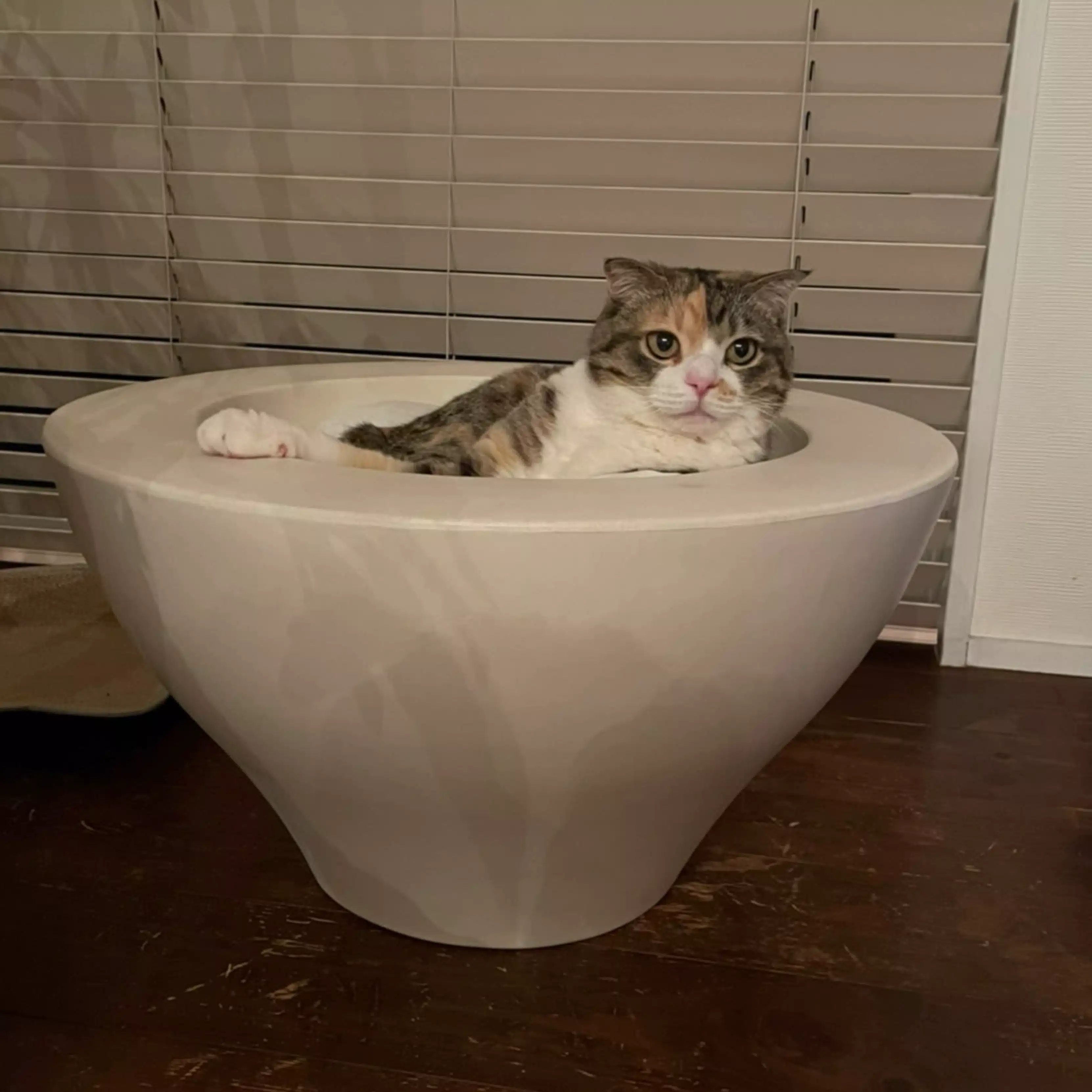 さくら