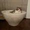 さくら
