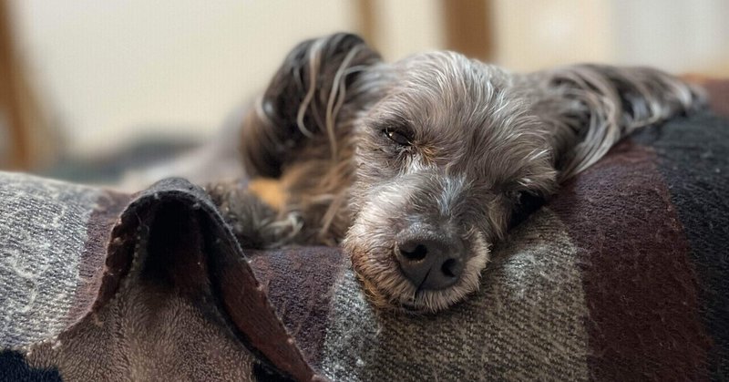 どんな飼い主でありたい？
