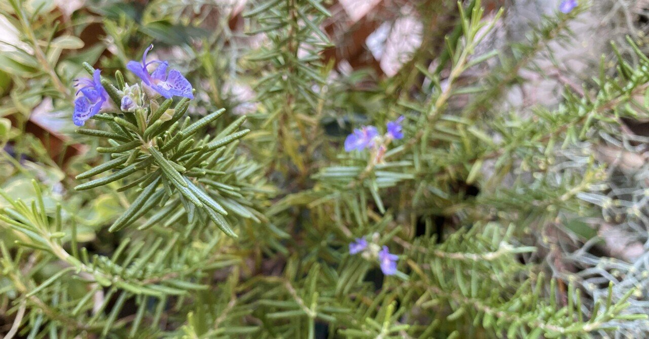ローズマリー品種それぞれの香り忘備録的な。｜エフゲニーマエダ