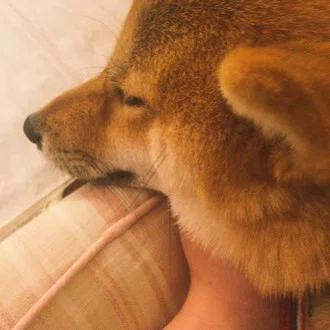 ことと