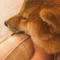 ことと