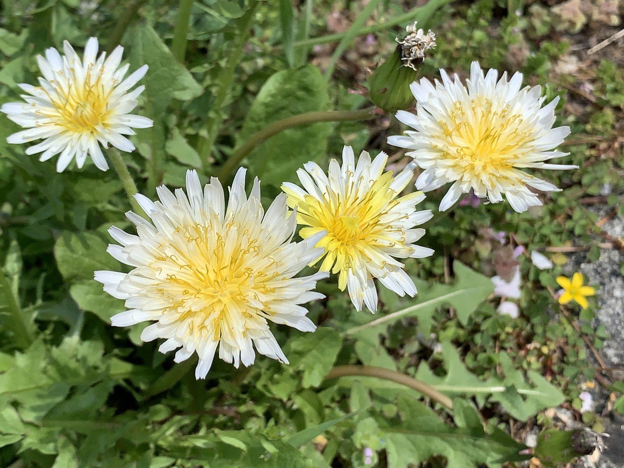 シロバナタンポポ ぶんたん Note シロバナタンポポ ぶんたん Note