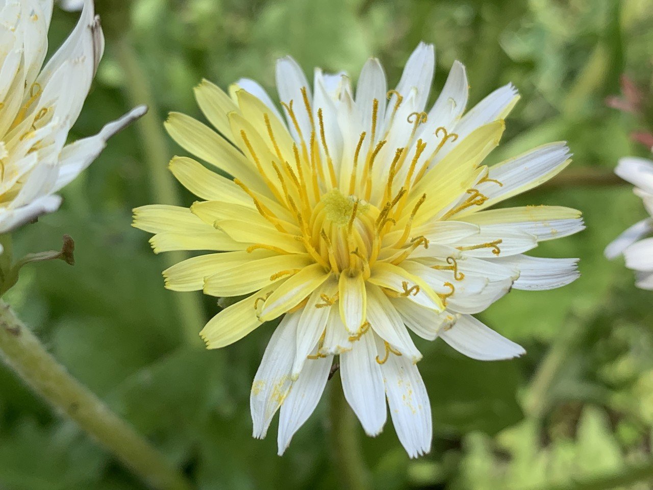 シロバナタンポポ ぶんたん Note シロバナタンポポ ぶんたん Note