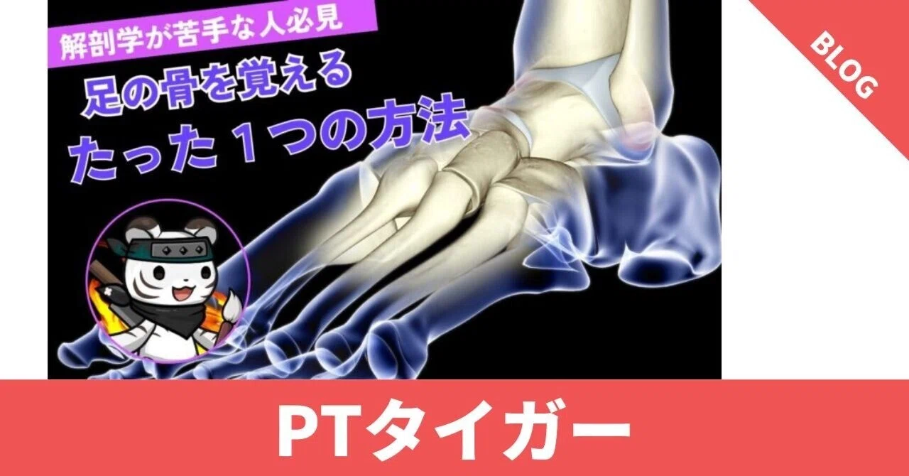 足の骨を覚えるためのたった1つの方法｜日本足病学協会