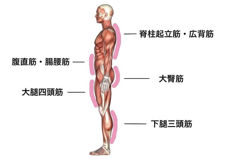 抗重力筋