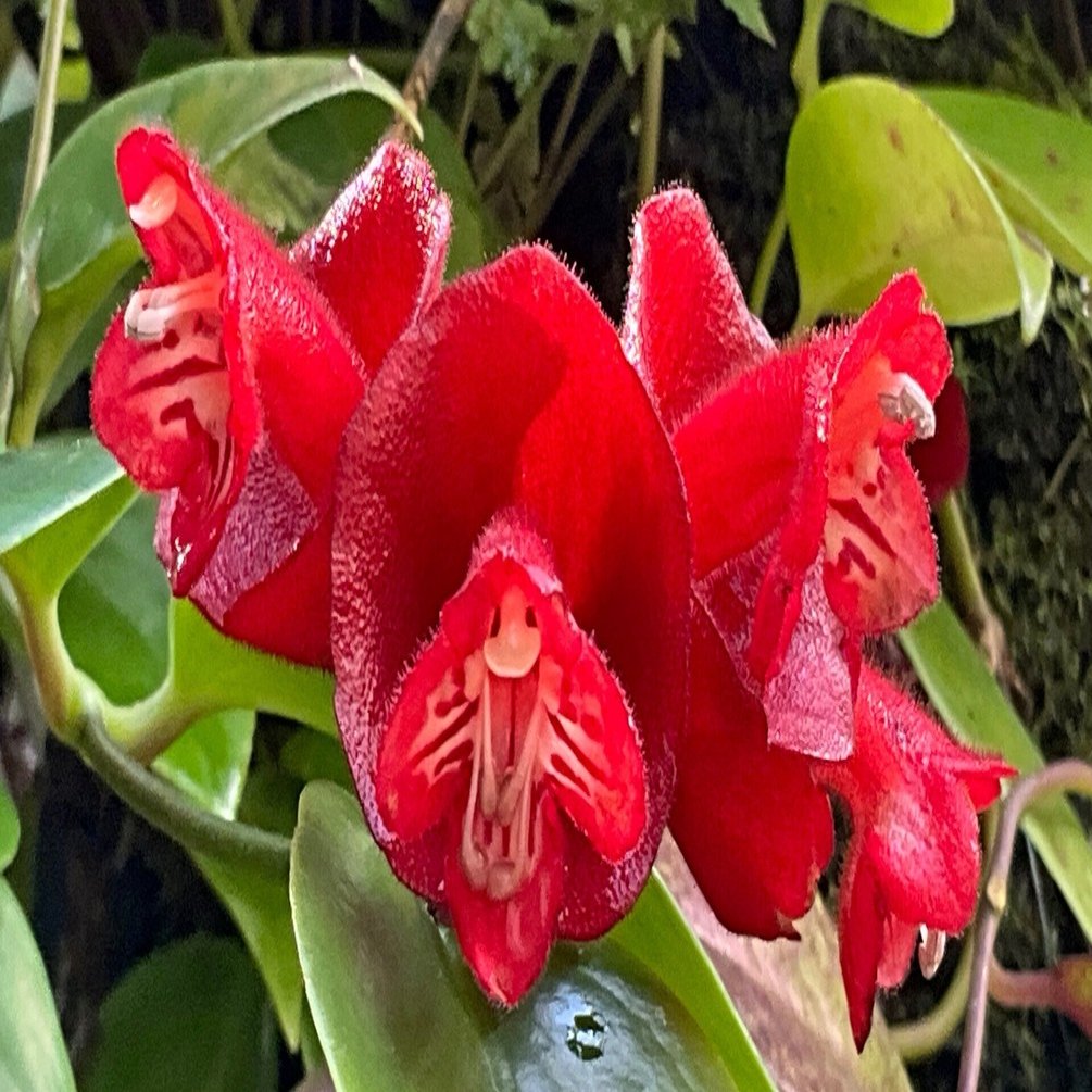 赤い口の植物：エスキナンツス・トリコロル（京都府立植物園）：2025年