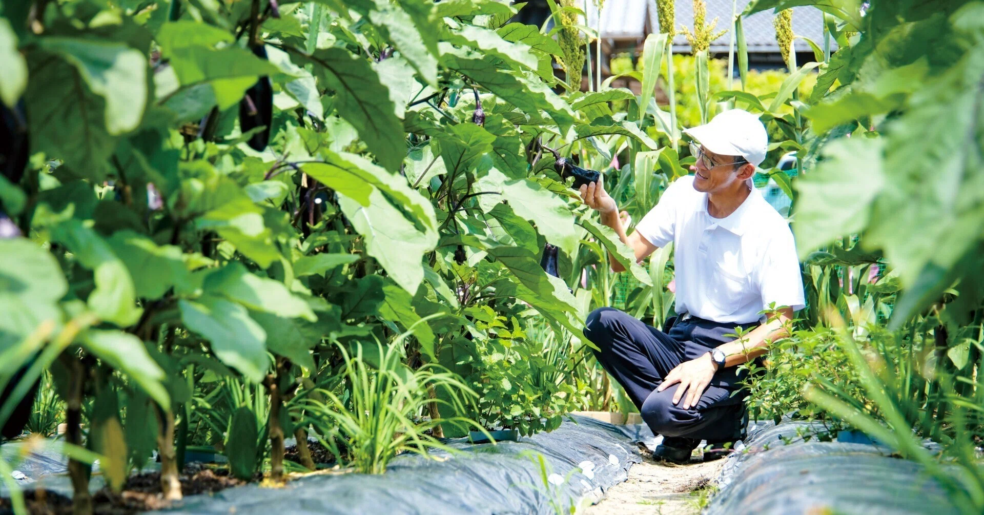 BI-TO #07 備前市唯一の伝統野菜・鶴海なす──明治から受け継がれてき