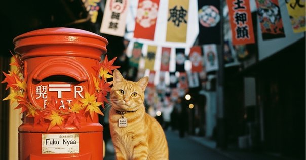 ぼくショパンシリーズ 絵本3冊セット【フリツェク】【ポーランド】 ポーランド国立フリデリク・ショパン研究所様ご提供】“リトル