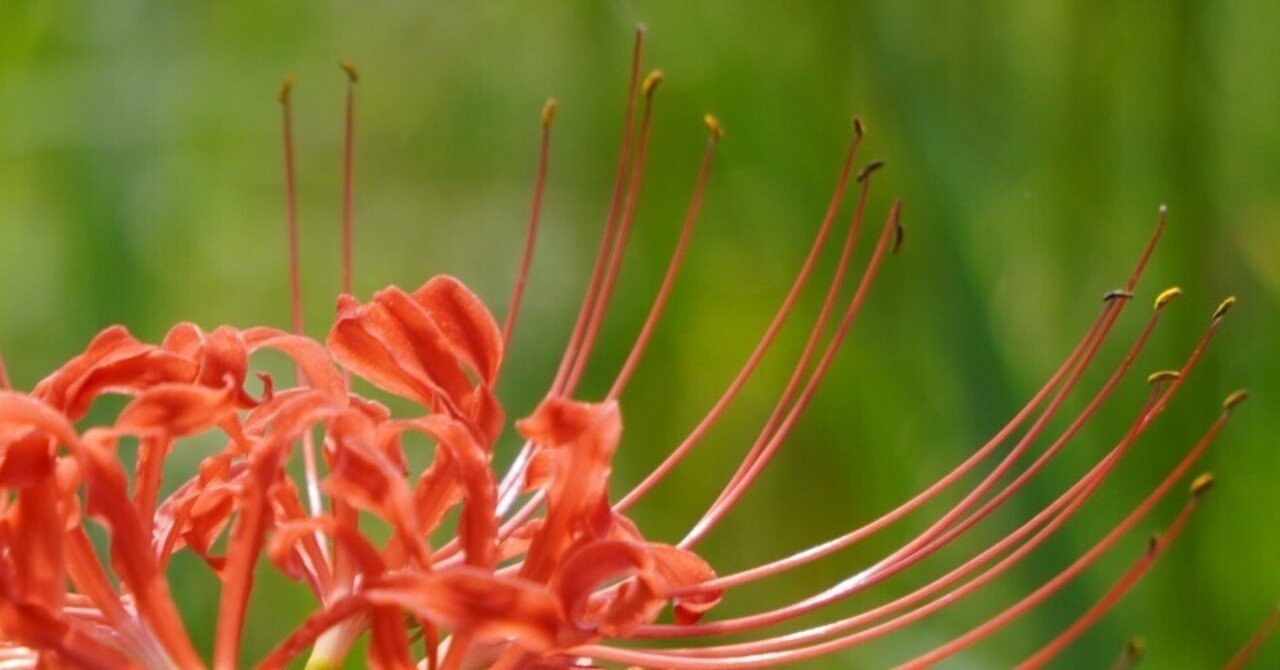 曼珠沙華｜おだ🌈ちえ