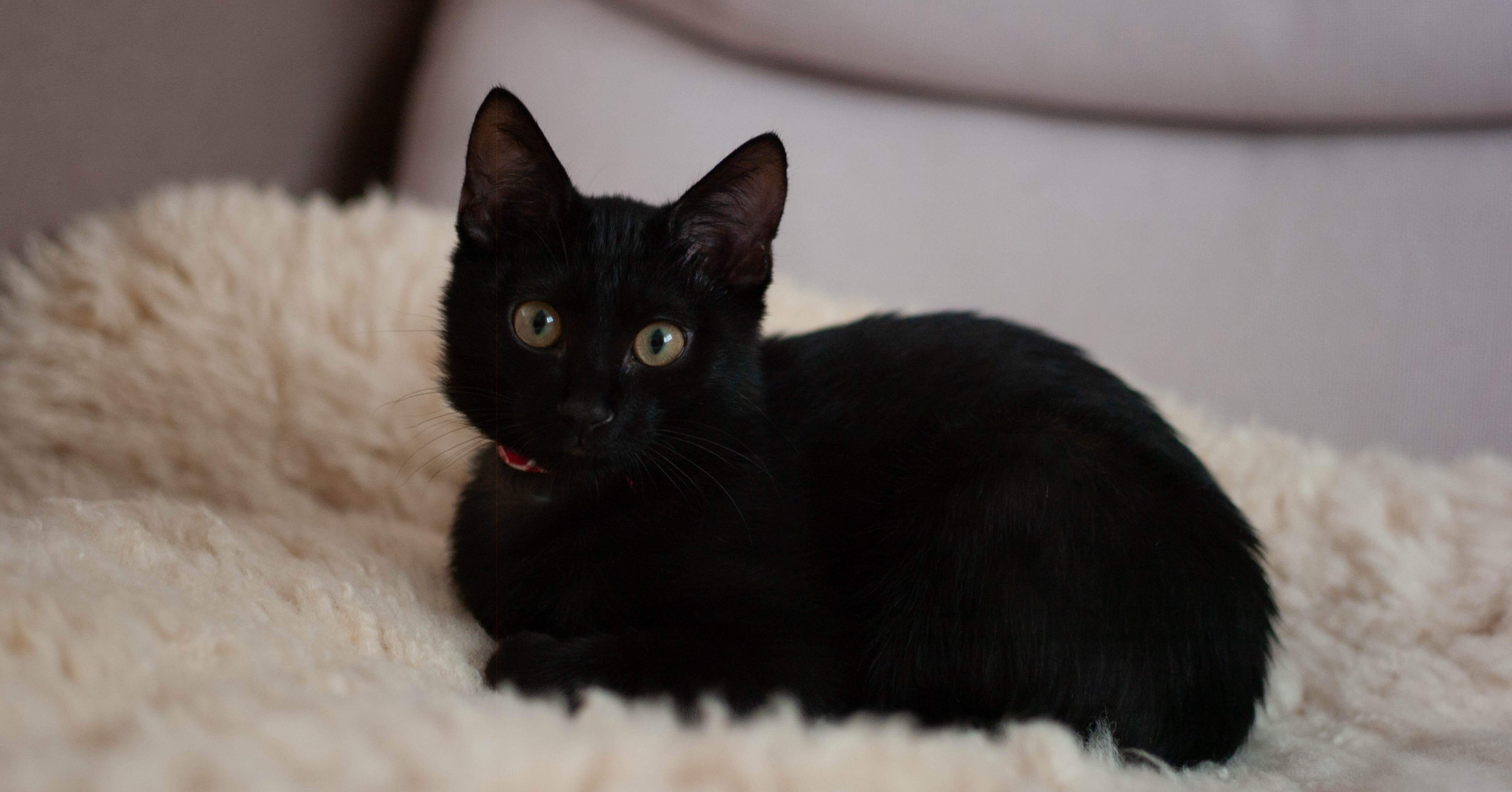 黒猫とM8｜ともひろ