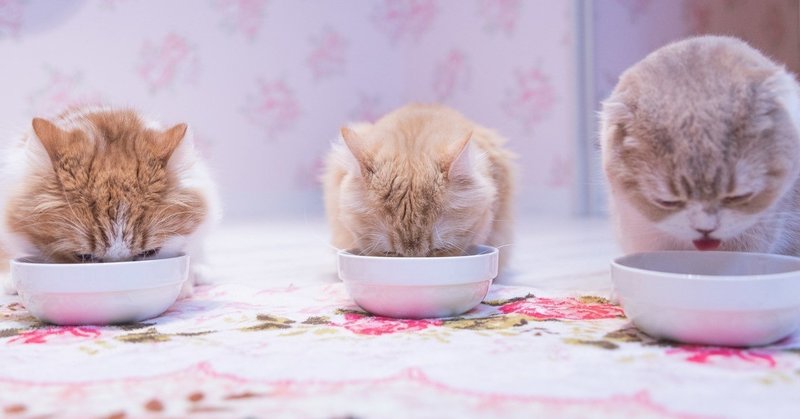 人生で２番目に嫌いな食べ物を口にした感想 桜羽妖 Aya Sakuraba Note