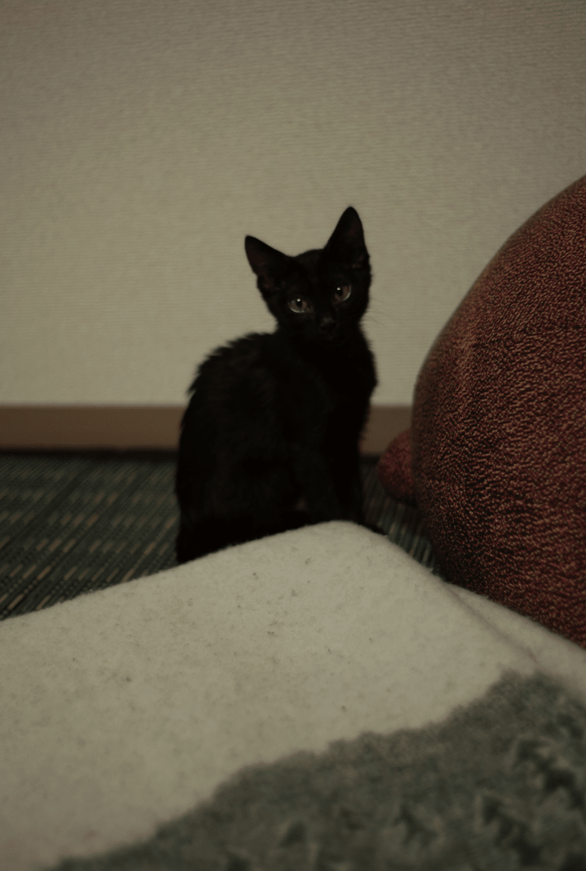 黒猫みんと 黒猫とM8｜ともひろ