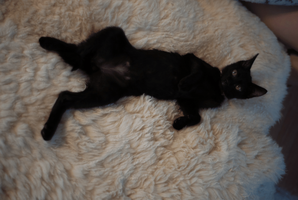 黒猫 五月と水月と葉月 on X: 