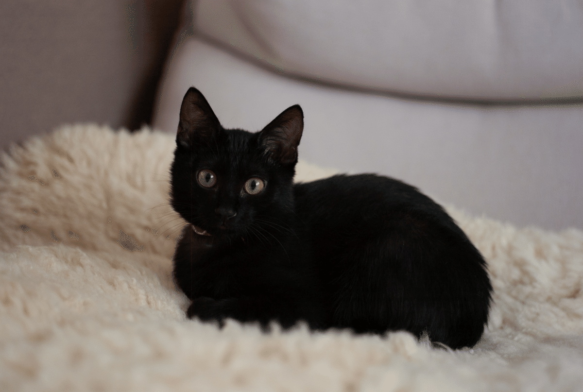 黒猫 楽天市場】【野川農園】黒ねこ 13445【くろねこ 黒猫 クロネコ