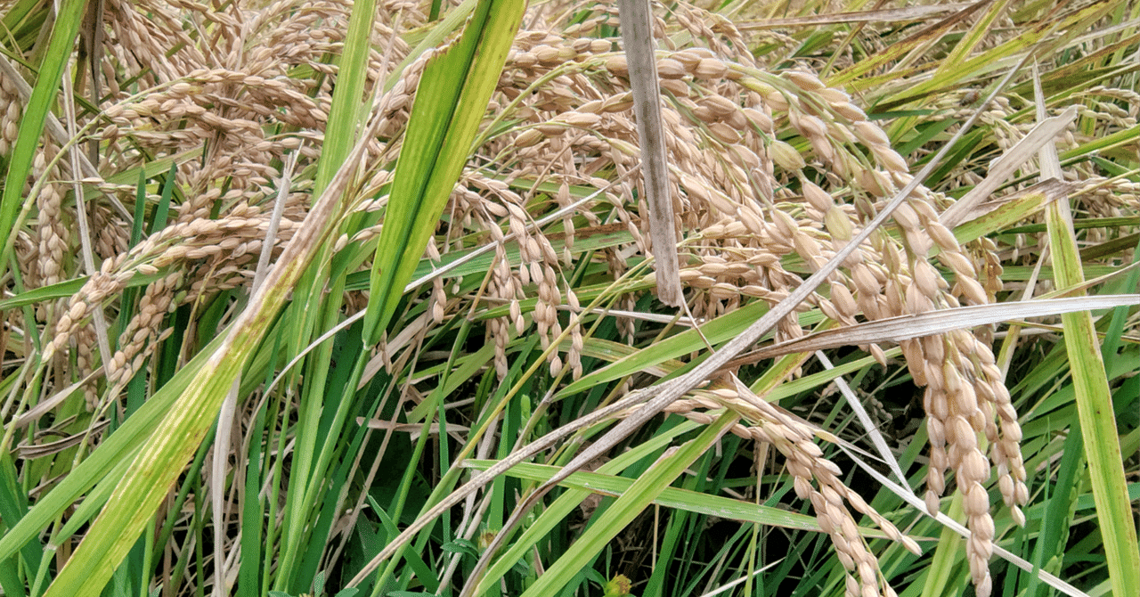 🌾 10月17日は「貯蓄の日」──収穫に感謝し、未来を育む日