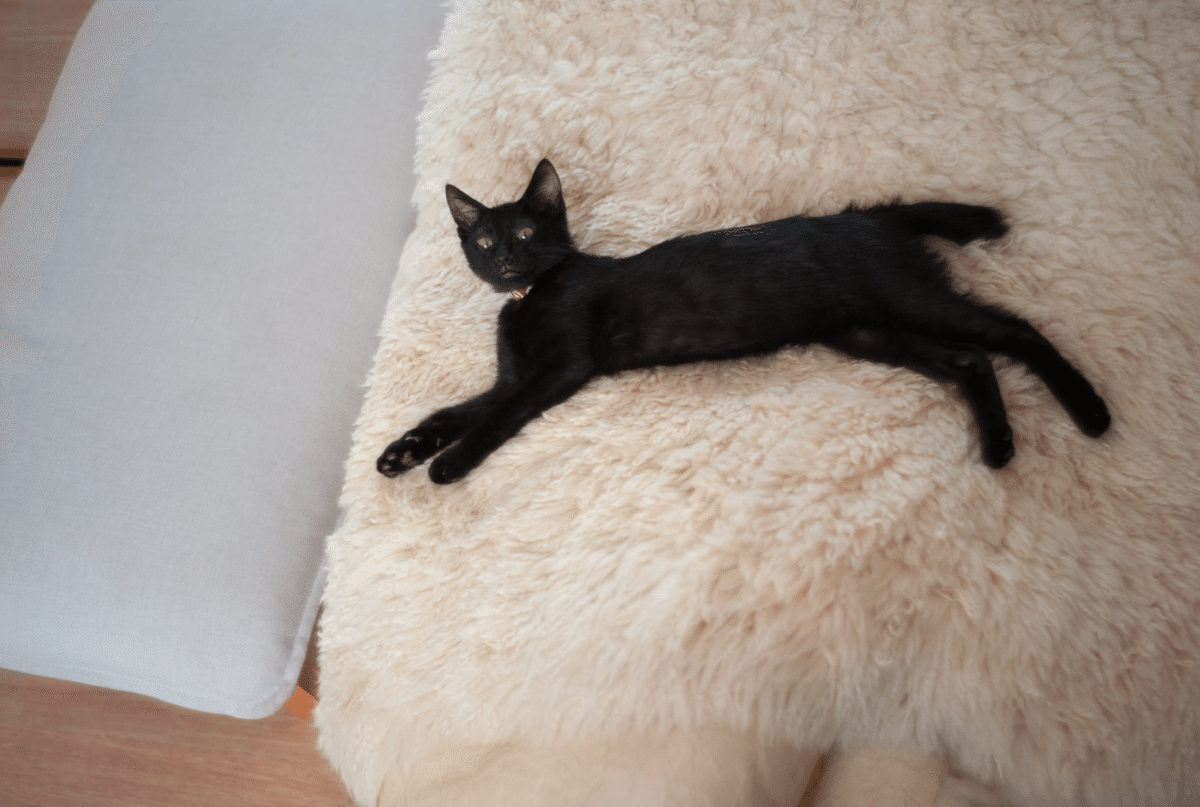 黒猫 黒猫とM8｜ともひろ