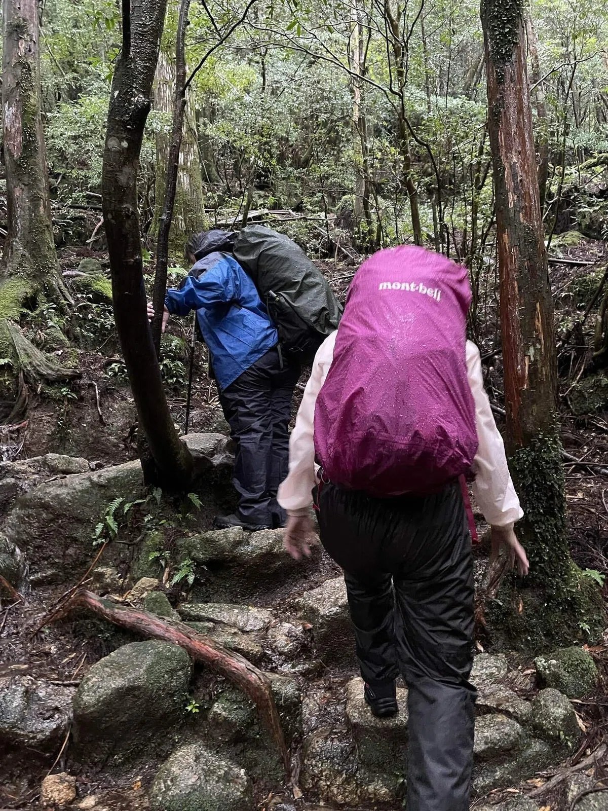 自然の前には平伏すしかないと感じた屋久島旅♡|YUMI YOKOYAMA