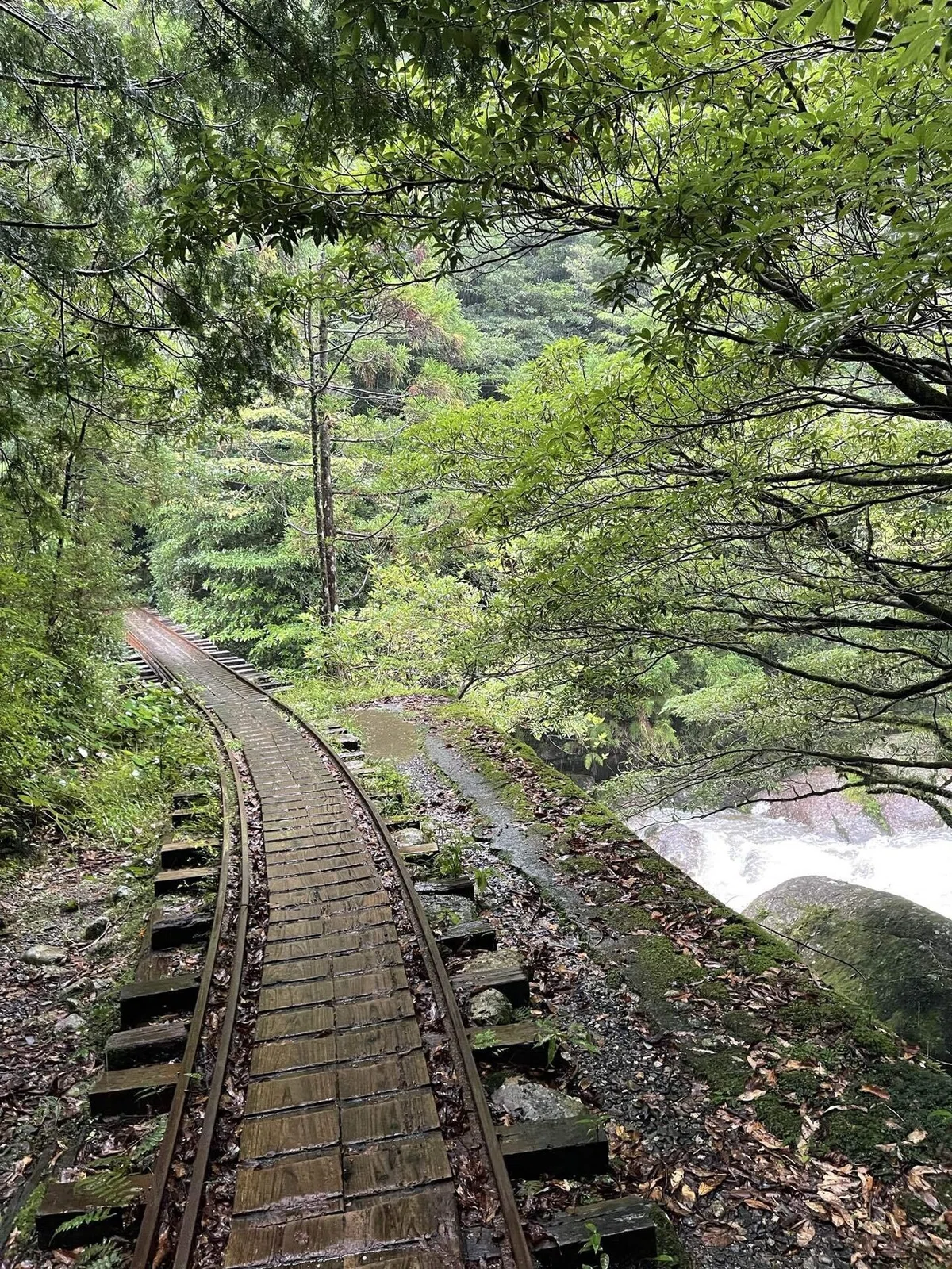 自然の前には平伏すしかないと感じた屋久島旅♡|YUMI YOKOYAMA
