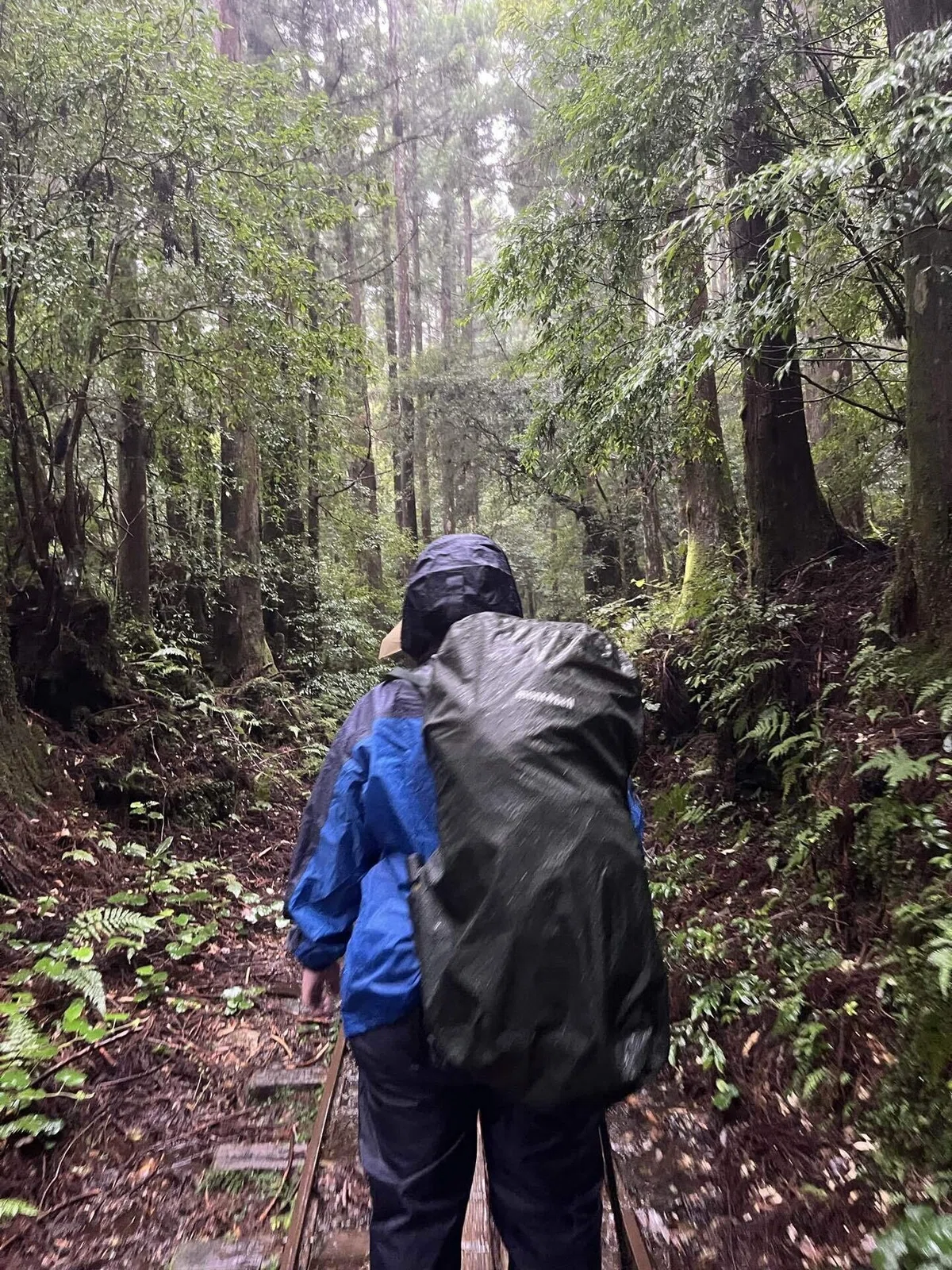 自然の前には平伏すしかないと感じた屋久島旅♡|YUMI YOKOYAMA