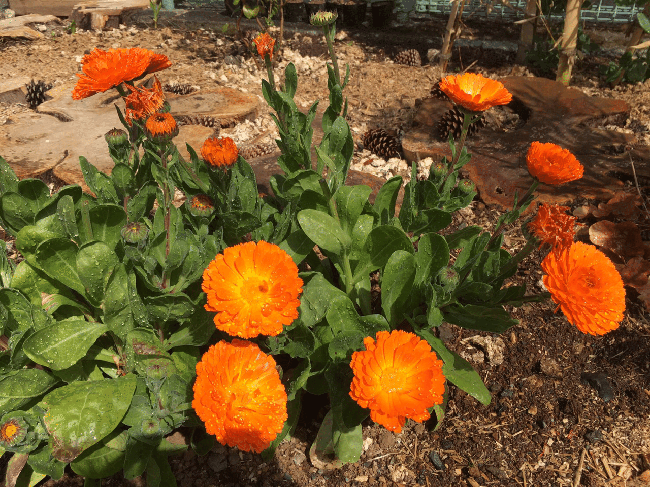 キンセンカ 花言葉は絶望 Kyoka Note