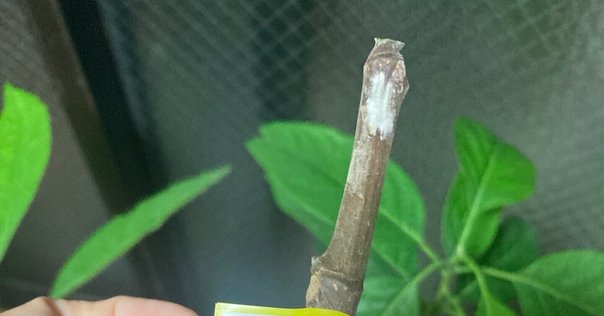 プルメリアを挿し木で増やす方法(ラピッドルーティング)最低気温20