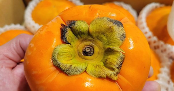 油絵（柿）かき　カキ 油絵（柿）かきカキ