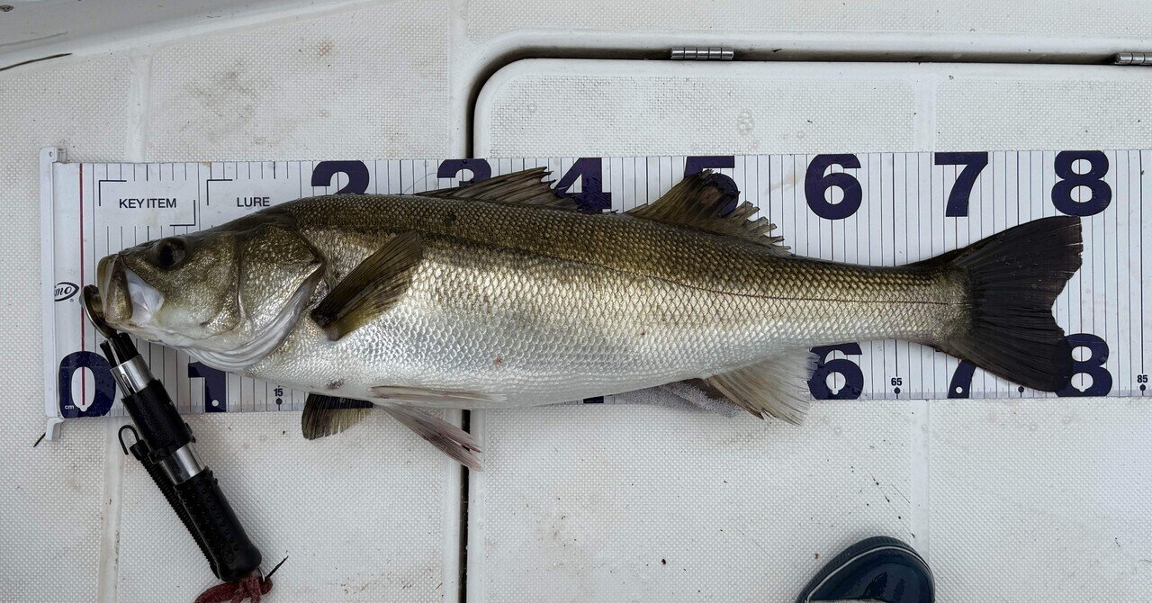 この秋最初のランカーシーバス(25/10/16)｜teruki1997