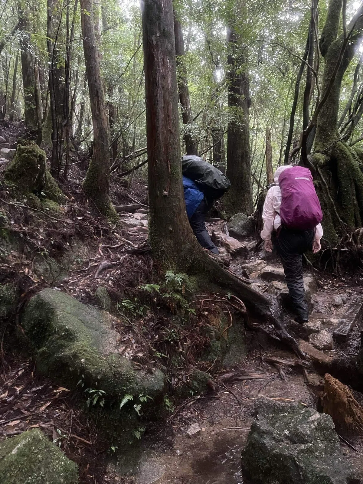 自然の前には平伏すしかないと感じた屋久島旅♡|YUMI YOKOYAMA