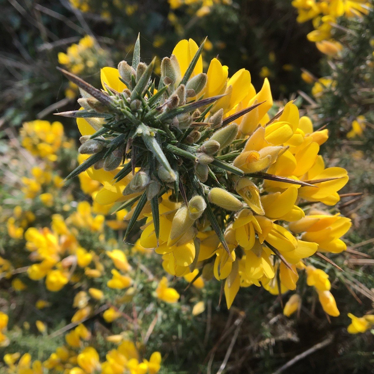 Flora Of Scotland ハリエニシダにまつわるいろいろ Haruka Yazaki Note