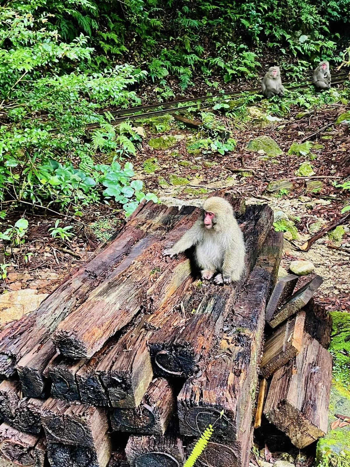 自然の前には平伏すしかないと感じた屋久島旅♡|YUMI YOKOYAMA