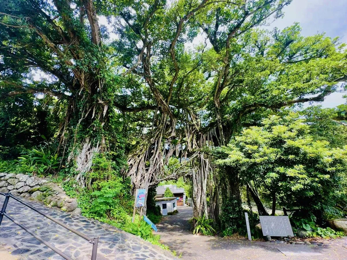 自然の前には平伏すしかないと感じた屋久島旅♡|YUMI YOKOYAMA