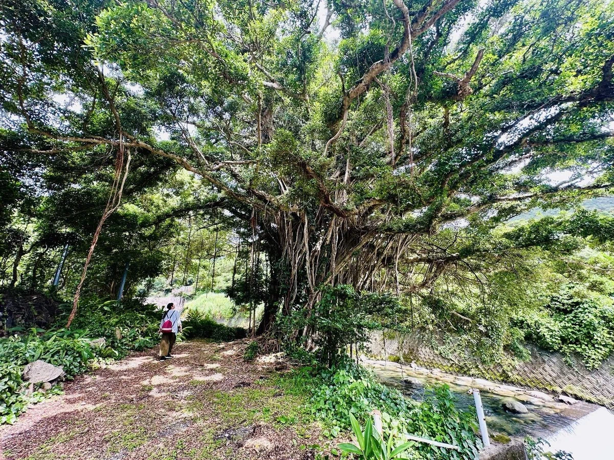 自然の前には平伏すしかないと感じた屋久島旅♡|YUMI YOKOYAMA