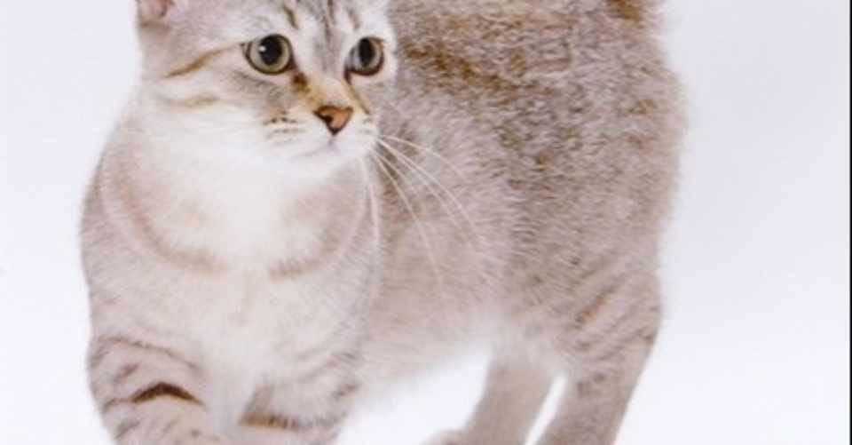 マンチカンがかわいい過ぎて狂いそう Hirota 脳パンチ Note