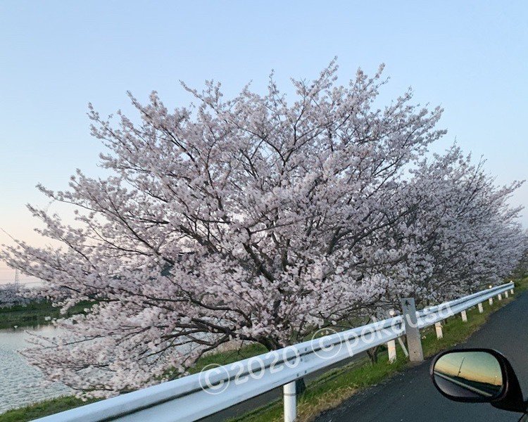 土手の桜