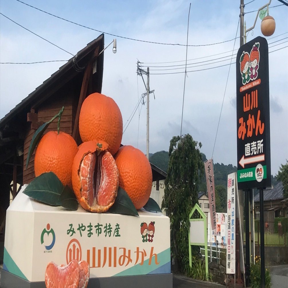 知る人ぞ知る「山川みかん」｜山城京子