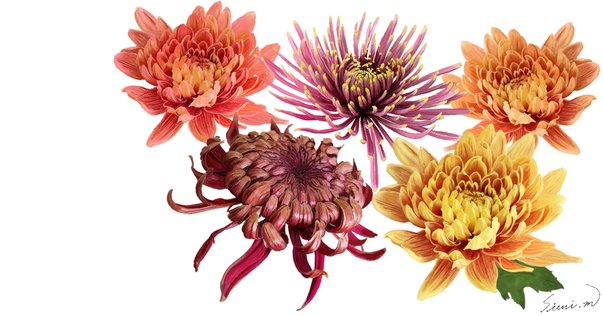 ダリア（感謝） Gracias/ダリア(ワイン)M BIGフラワーシリーズ/P-324 - 花材通販