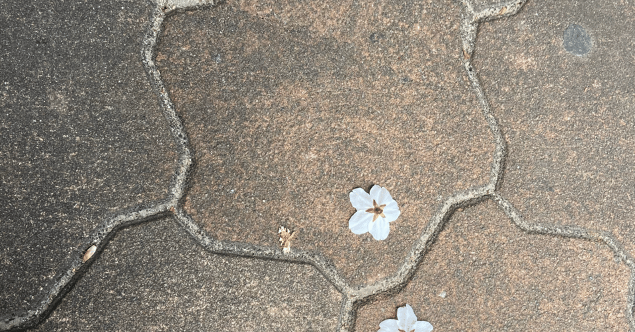 桜の花弁でなく 花ごと落ちているのは何故 Ryu Megumi Note