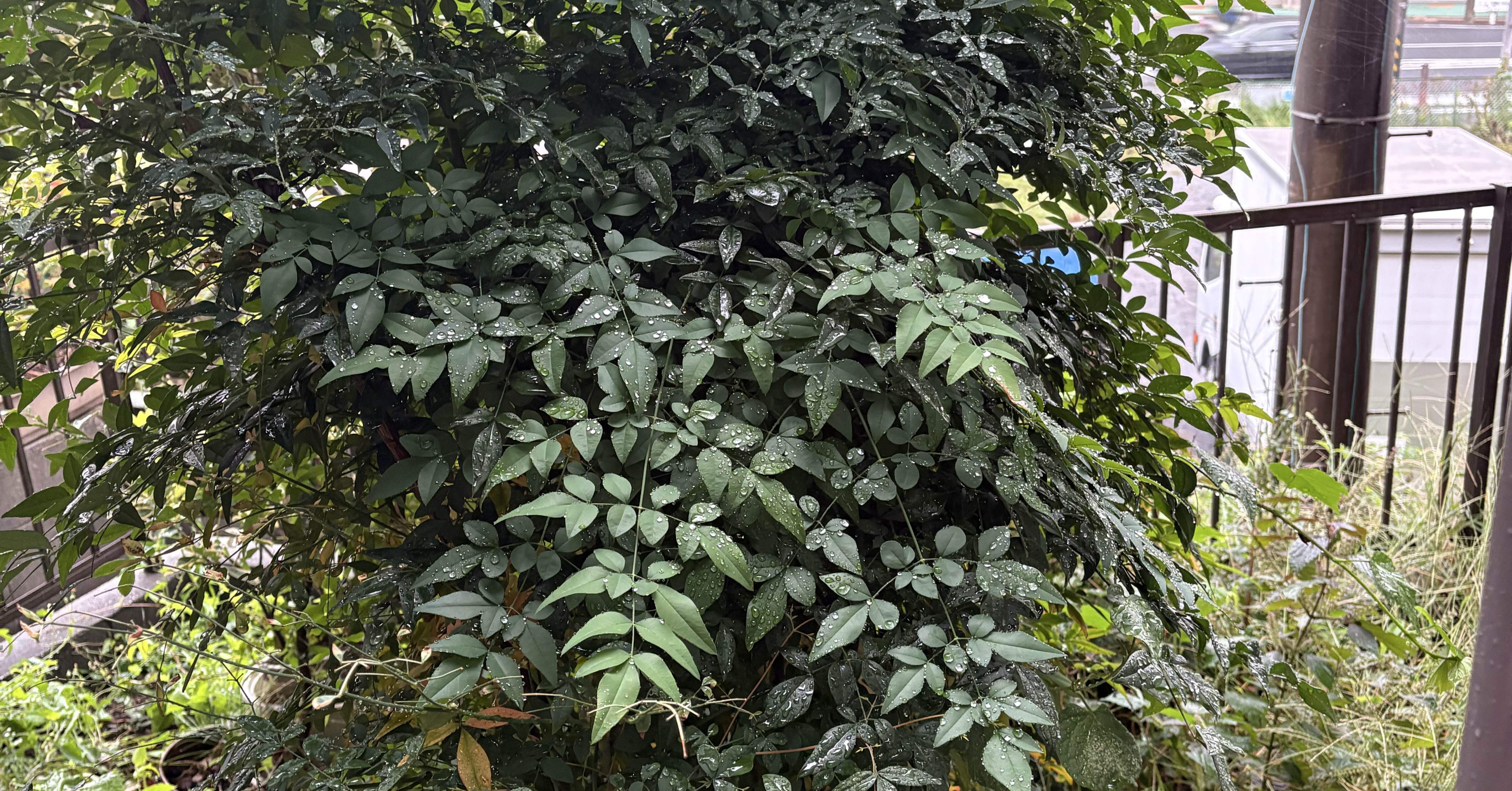 うっそうとしたお庭の南天には要注意！蜂の巣予防と剪定のすすめ