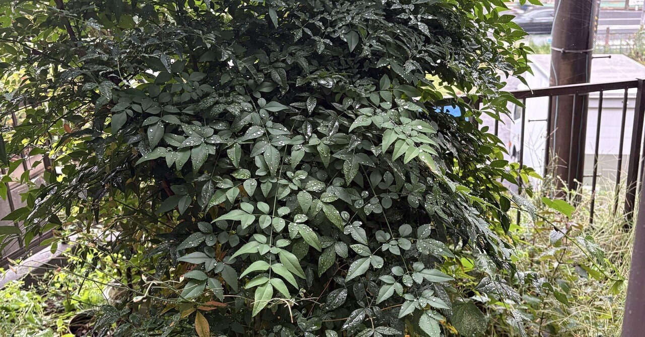 うっそうとしたお庭の南天には要注意！蜂の巣予防と剪定のすすめ