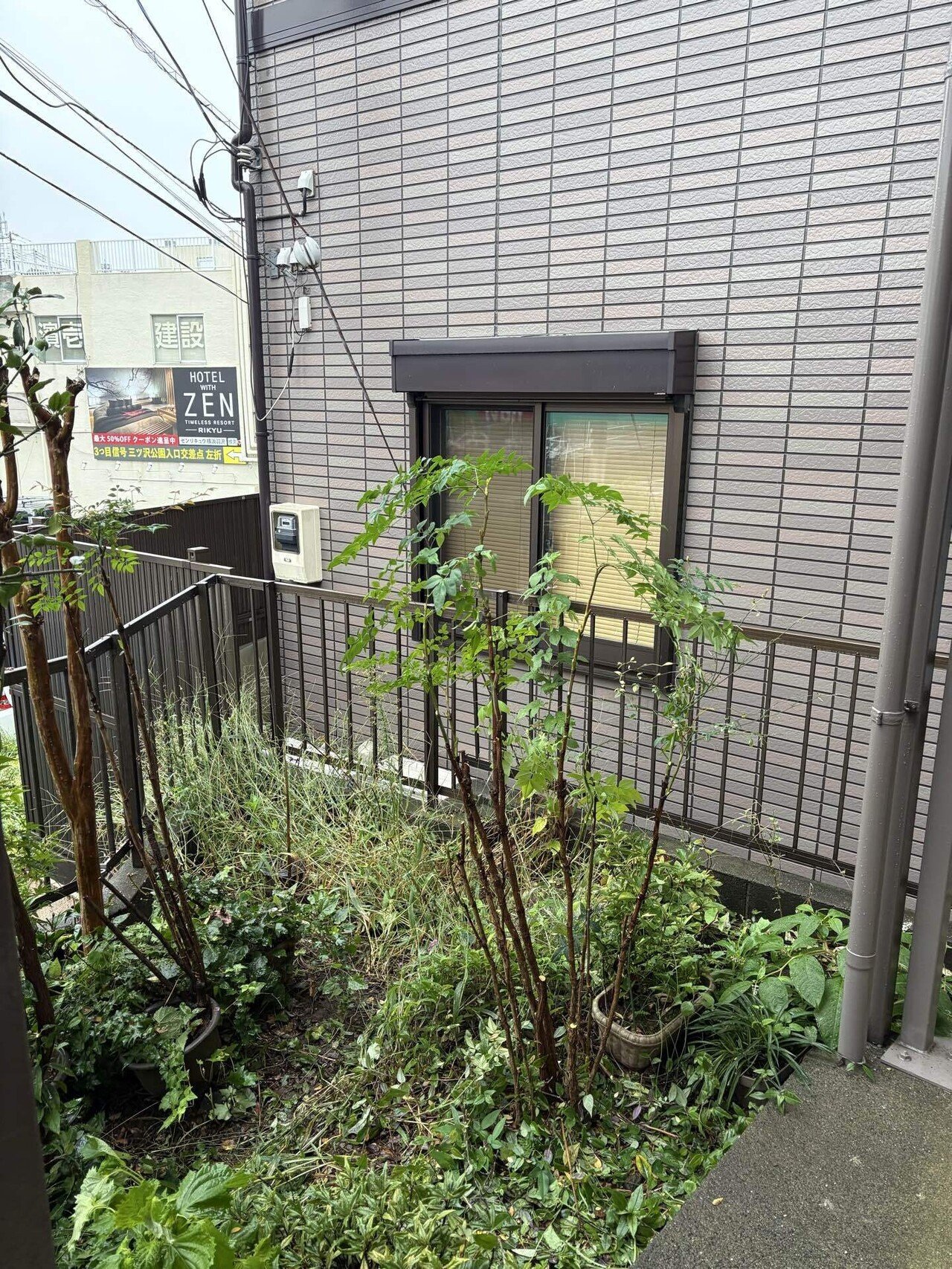 うっそうとしたお庭の南天には要注意！蜂の巣予防と剪定のすすめ