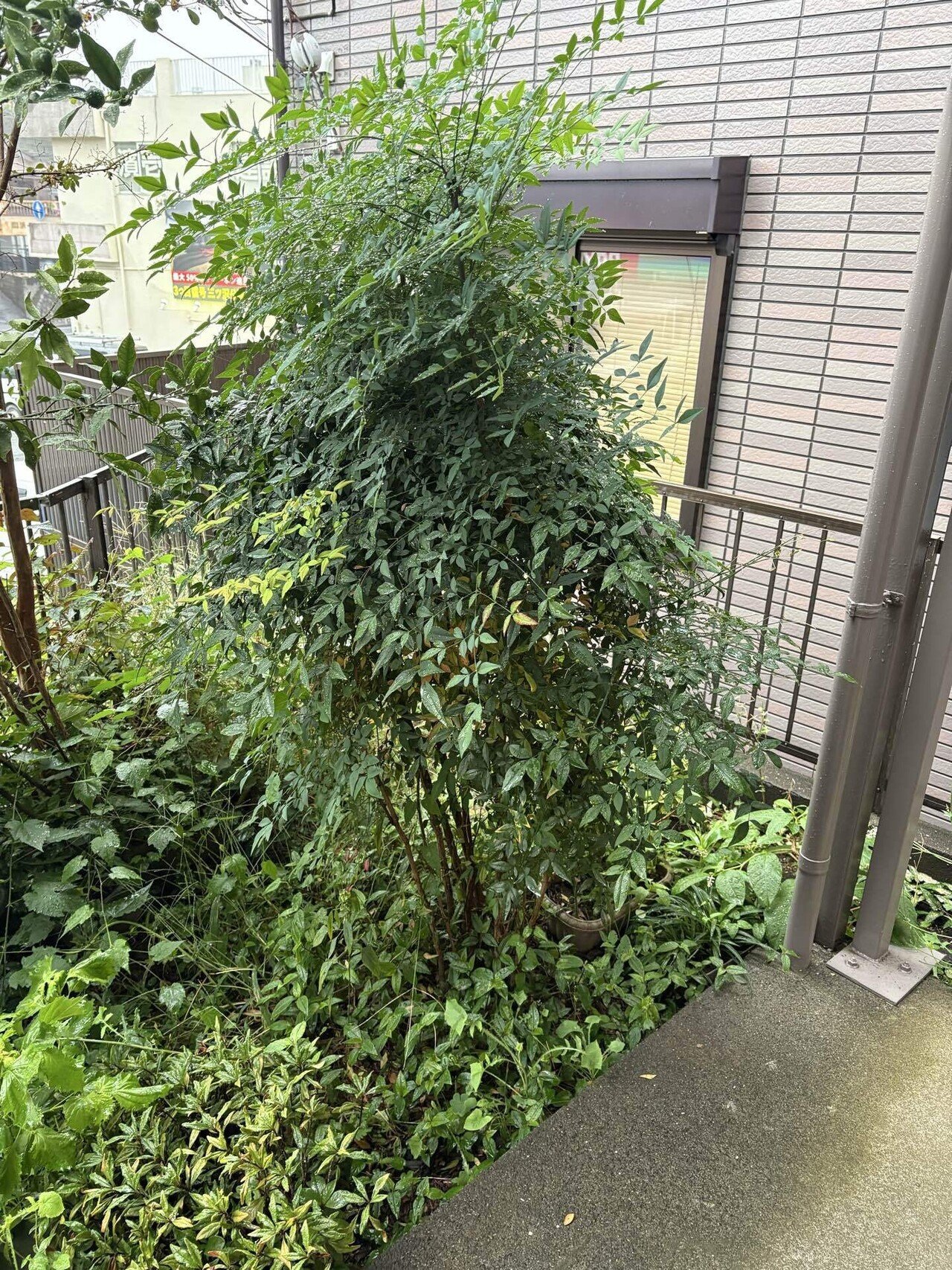 うっそうとしたお庭の南天には要注意！蜂の巣予防と剪定のすすめ