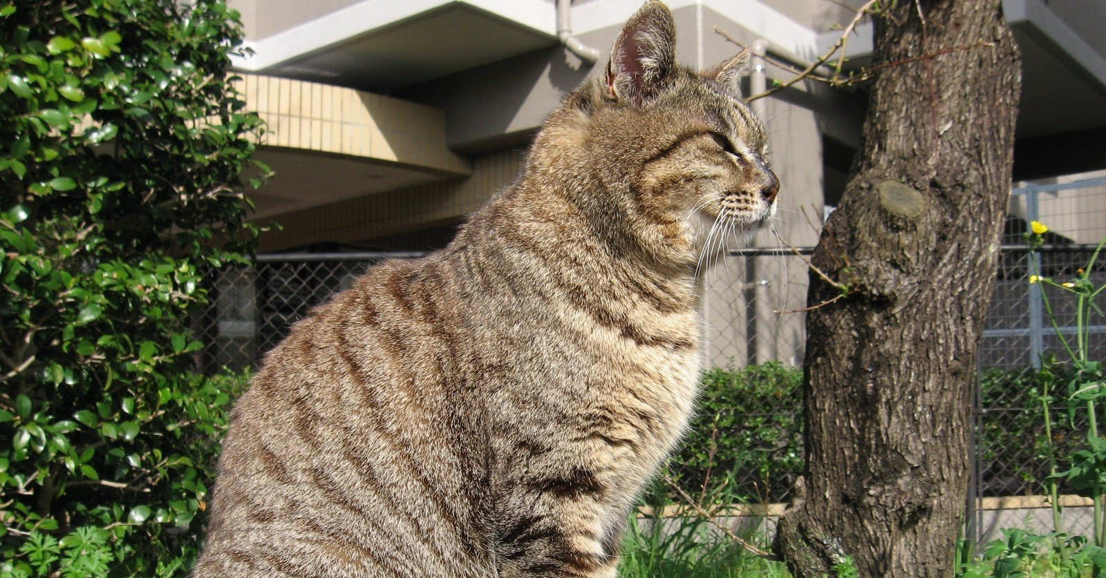 梅光園緑道の猫たち 夜代一奇 Note 梅光園緑道の猫たち 夜代一奇 Note