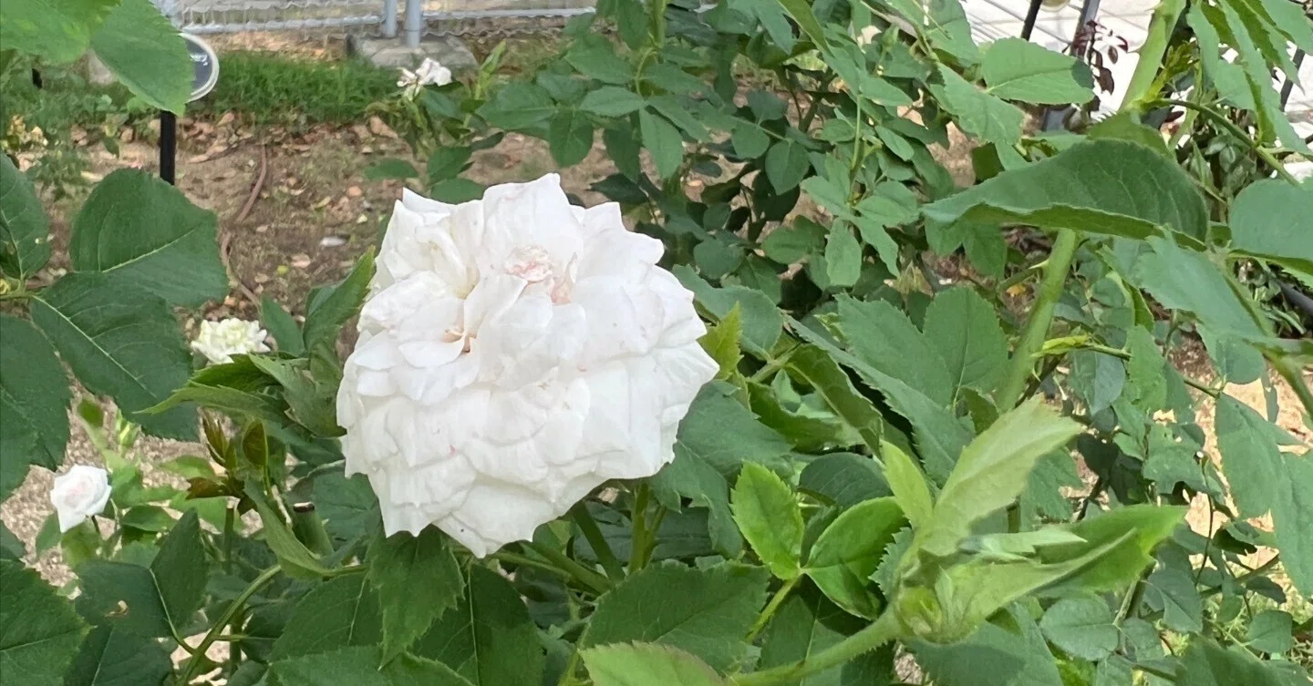 🇺🇸 シンデレラ（Cinderella）🌹中之島バラ園｜ぱぽにゃん🌹薔薇を