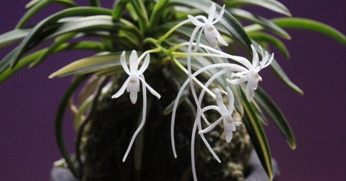 富貴蘭　天伯 楽天市場】富貴蘭 風蘭 蘭 天恵覆輪 【現品】 てんけいふくりん