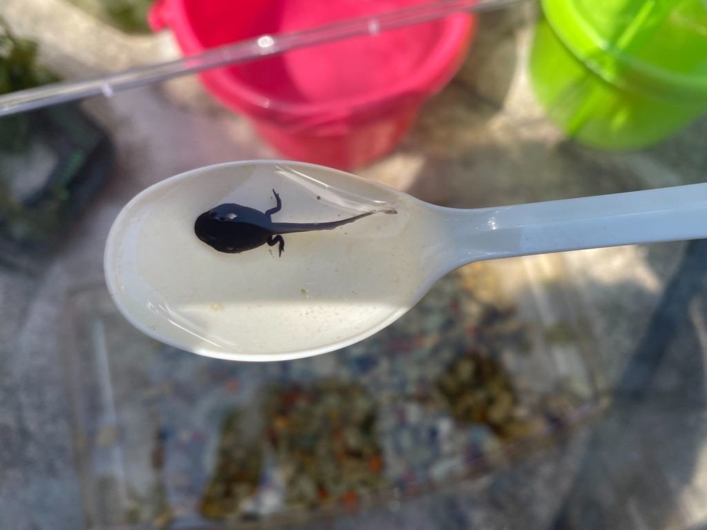 オタマジャクシ飼育17日目 4 5 サトウショウヘイ Note